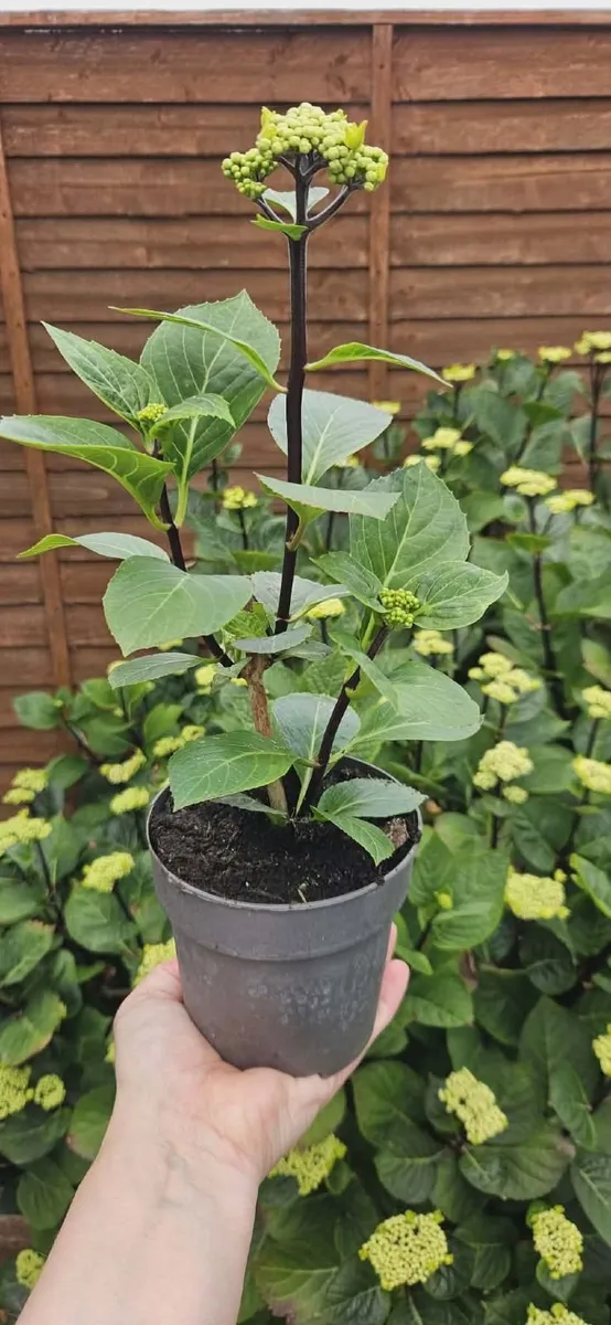 Hydrangea plant - Image 3