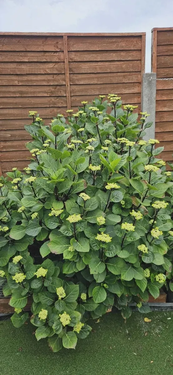Hydrangea plant - Image 4