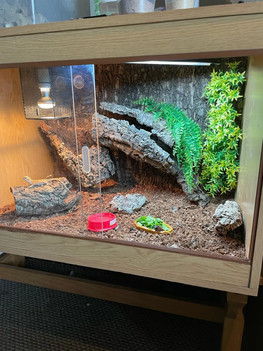 Bearded dragon and setup - Image 3