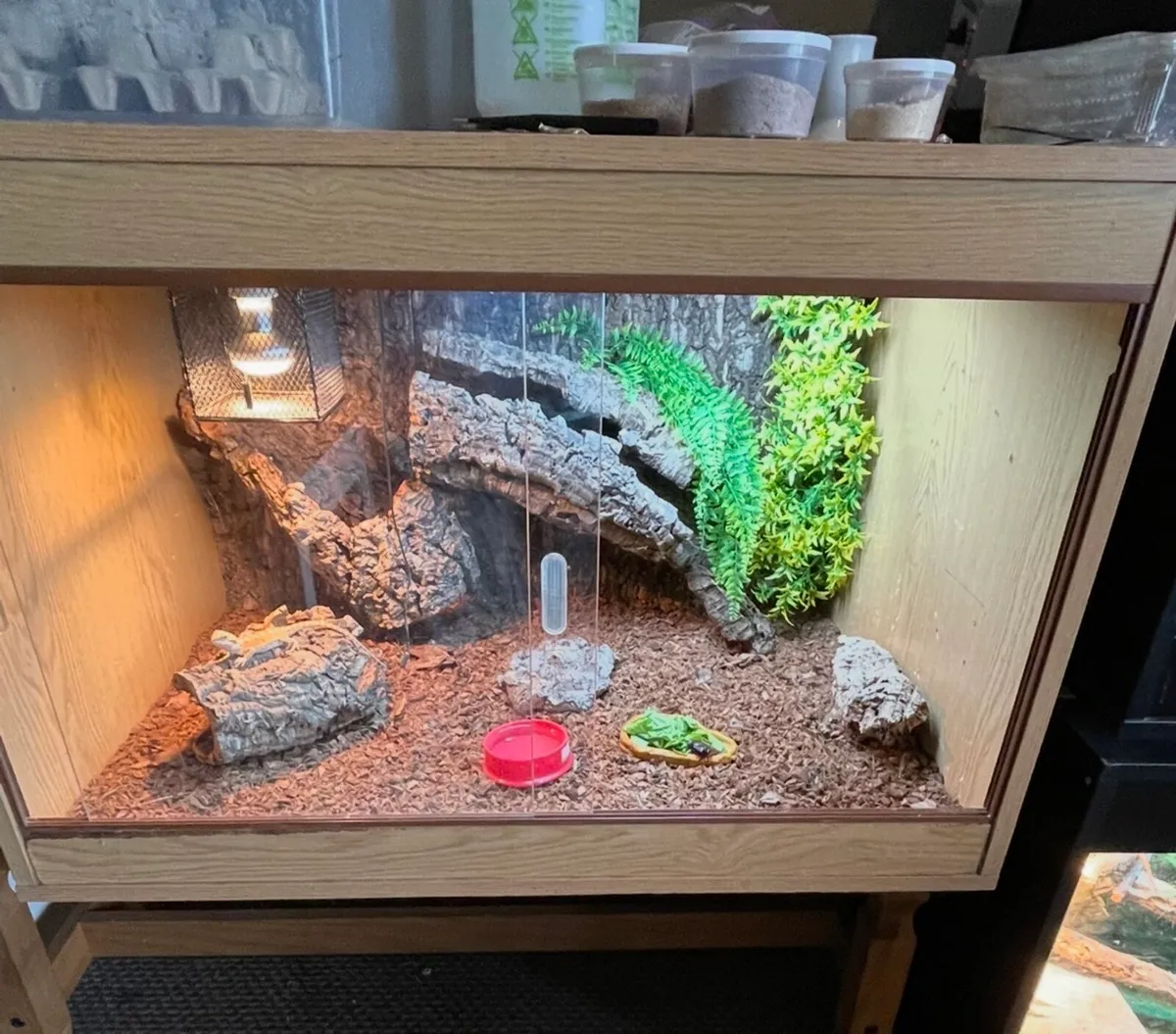 Bearded dragon and setup - Image 4