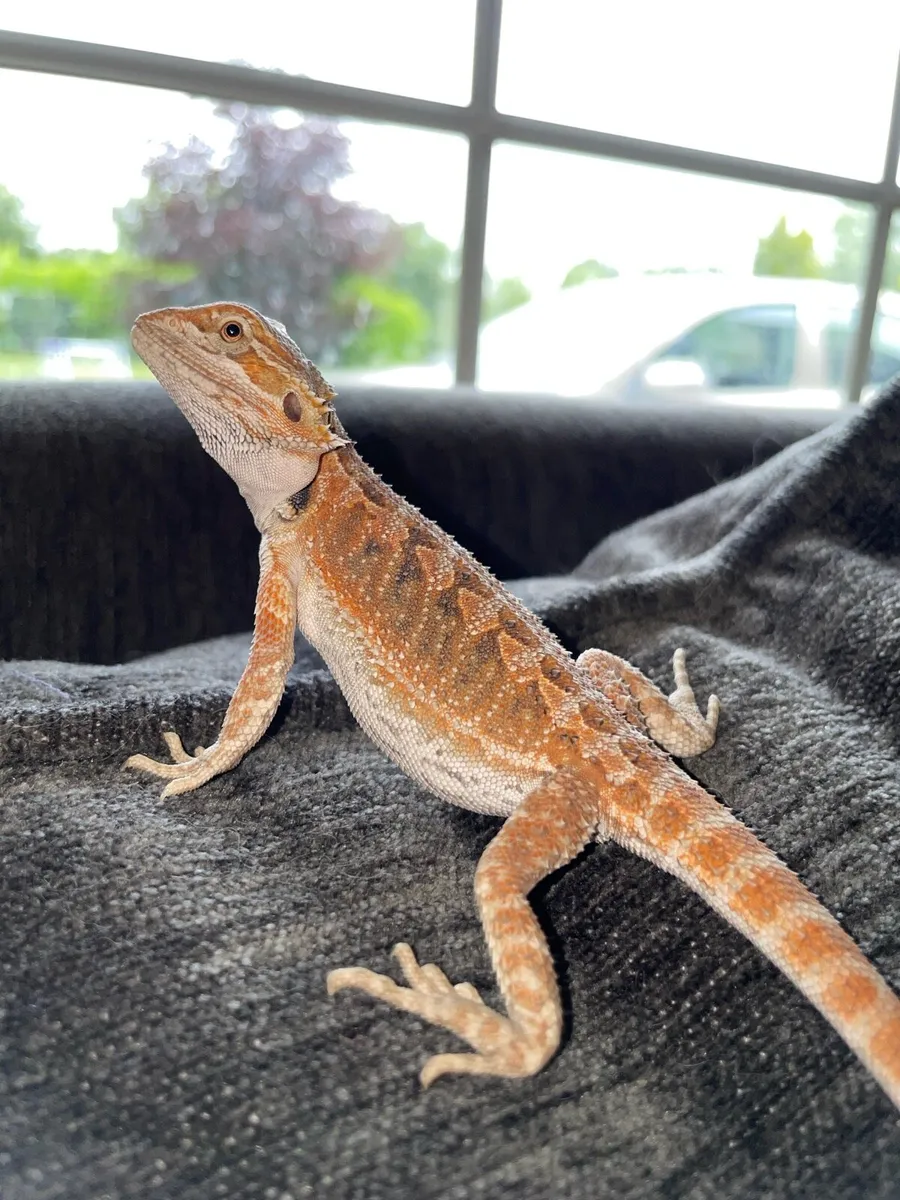 Hypo citrus Bearded dragon and setup - Image 1