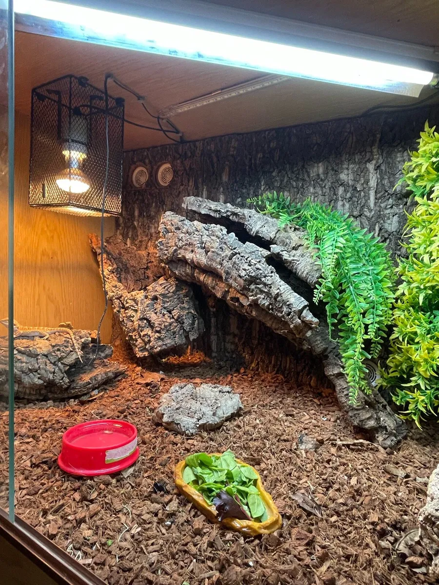 Bearded dragon and setup - Image 1