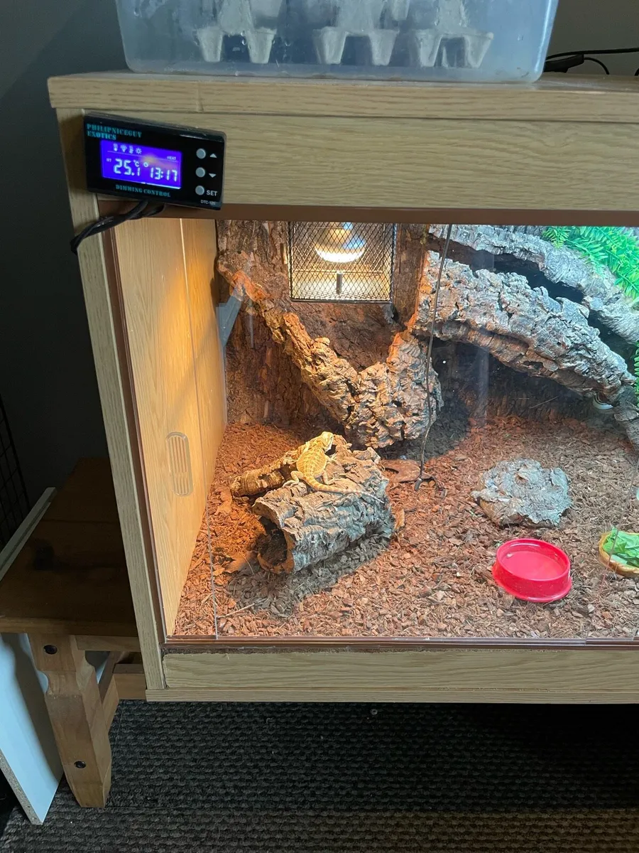 Bearded dragon and setup - Image 2