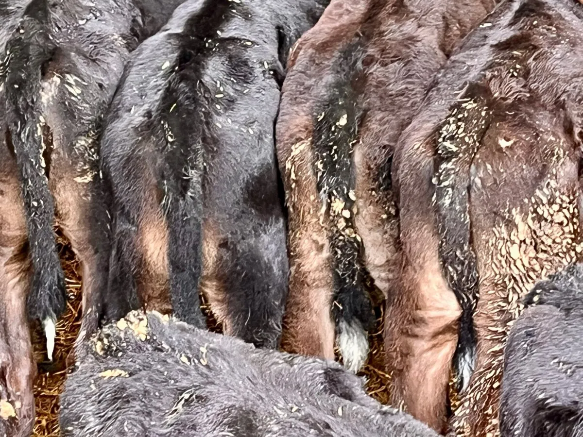 15 reared calves - Image 3