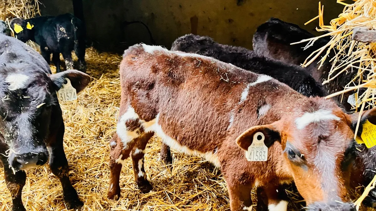 15 reared calves - Image 4
