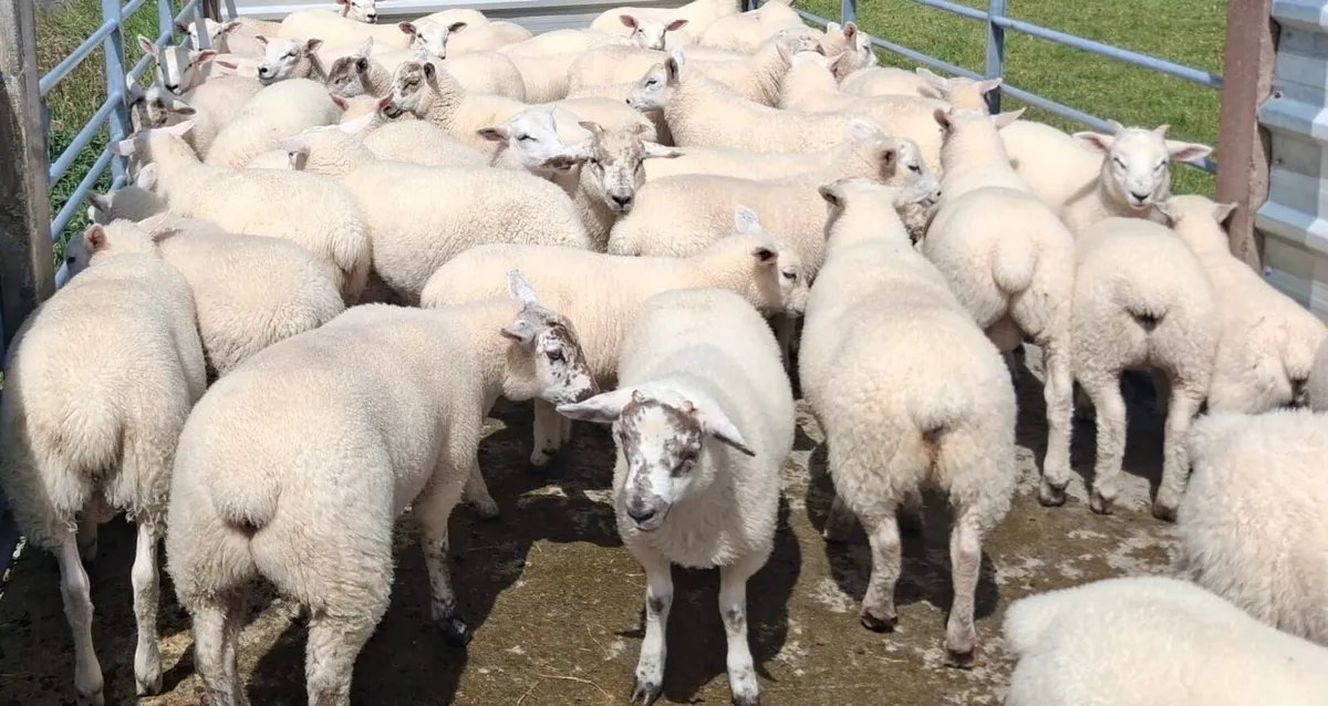 Texel Lambs - Image 2