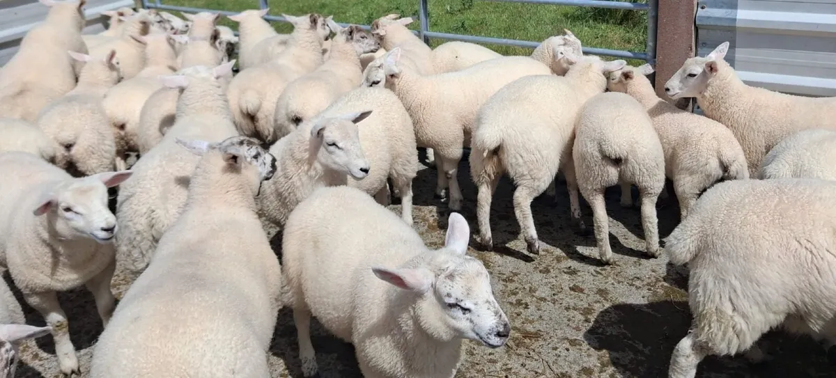 Texel Lambs - Image 3