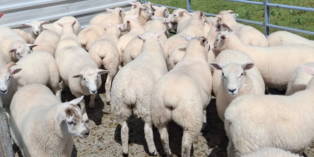 Texel Lambs - Image 4