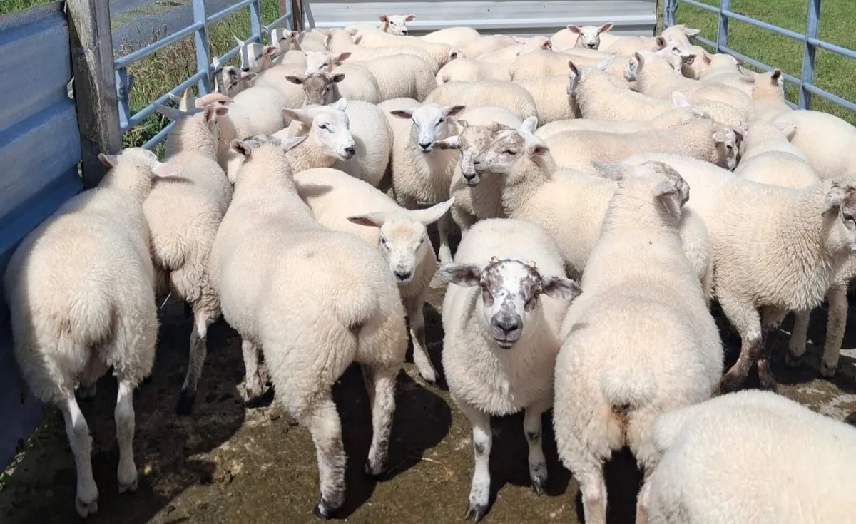 Texel Lambs - Image 1