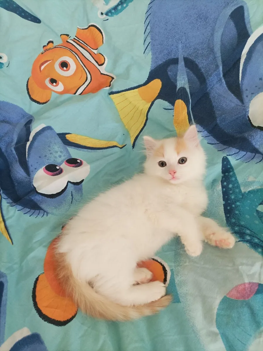 Turkish Van kittens - Image 2