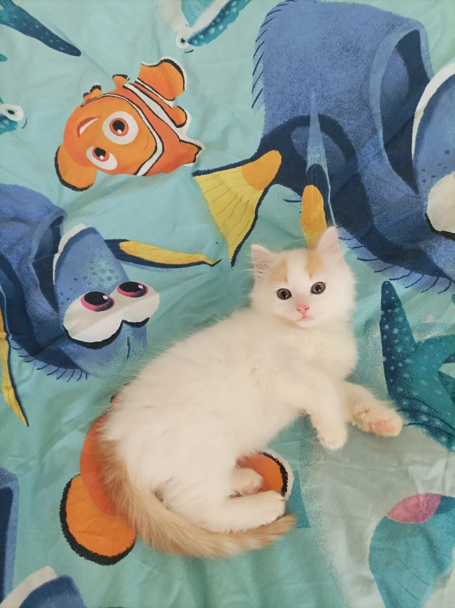 Fluffy White Turkish Van kittens - Image 3