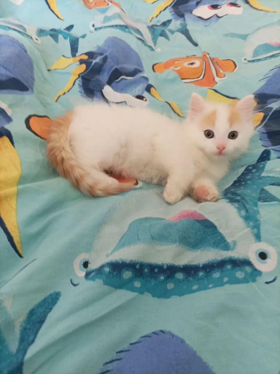 Turkish Van kittens - Image 1