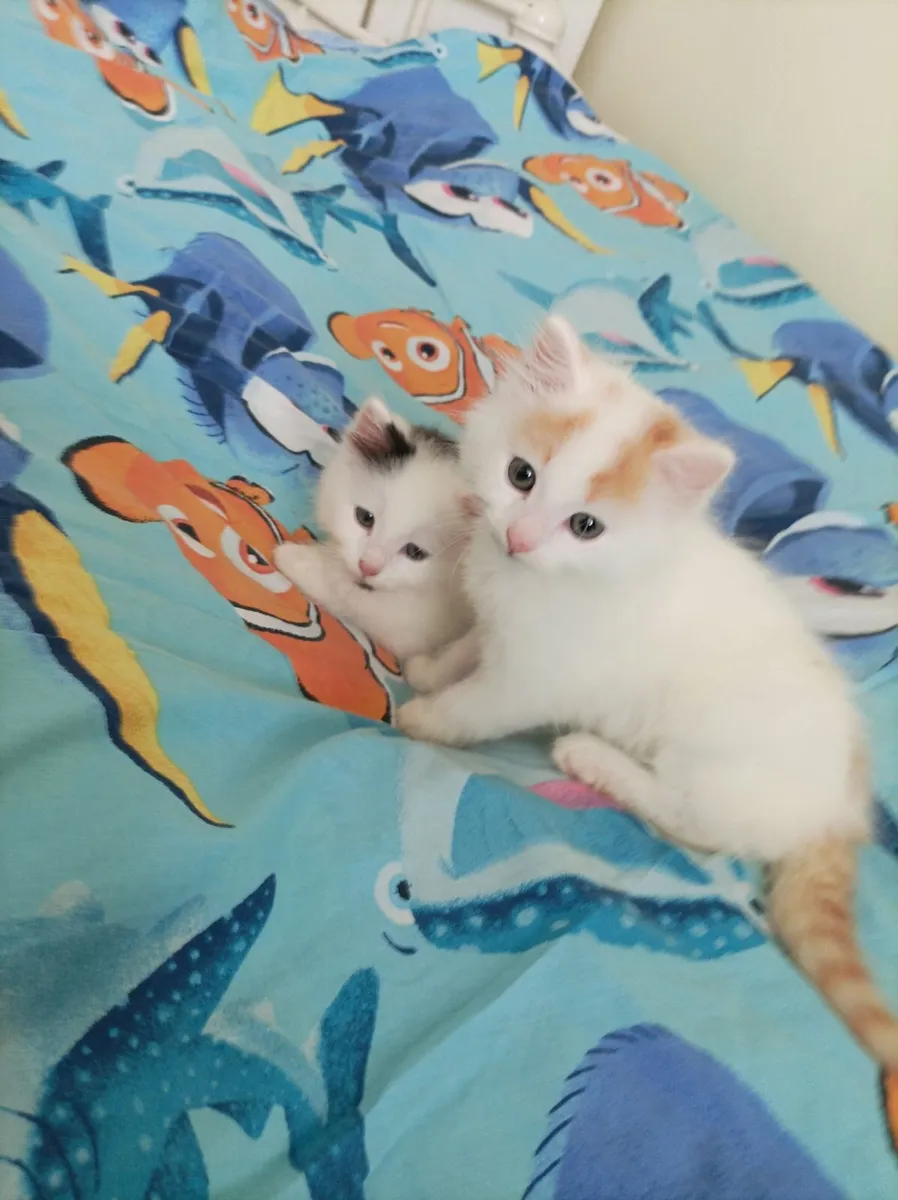 Turkish Van kittens - Image 3