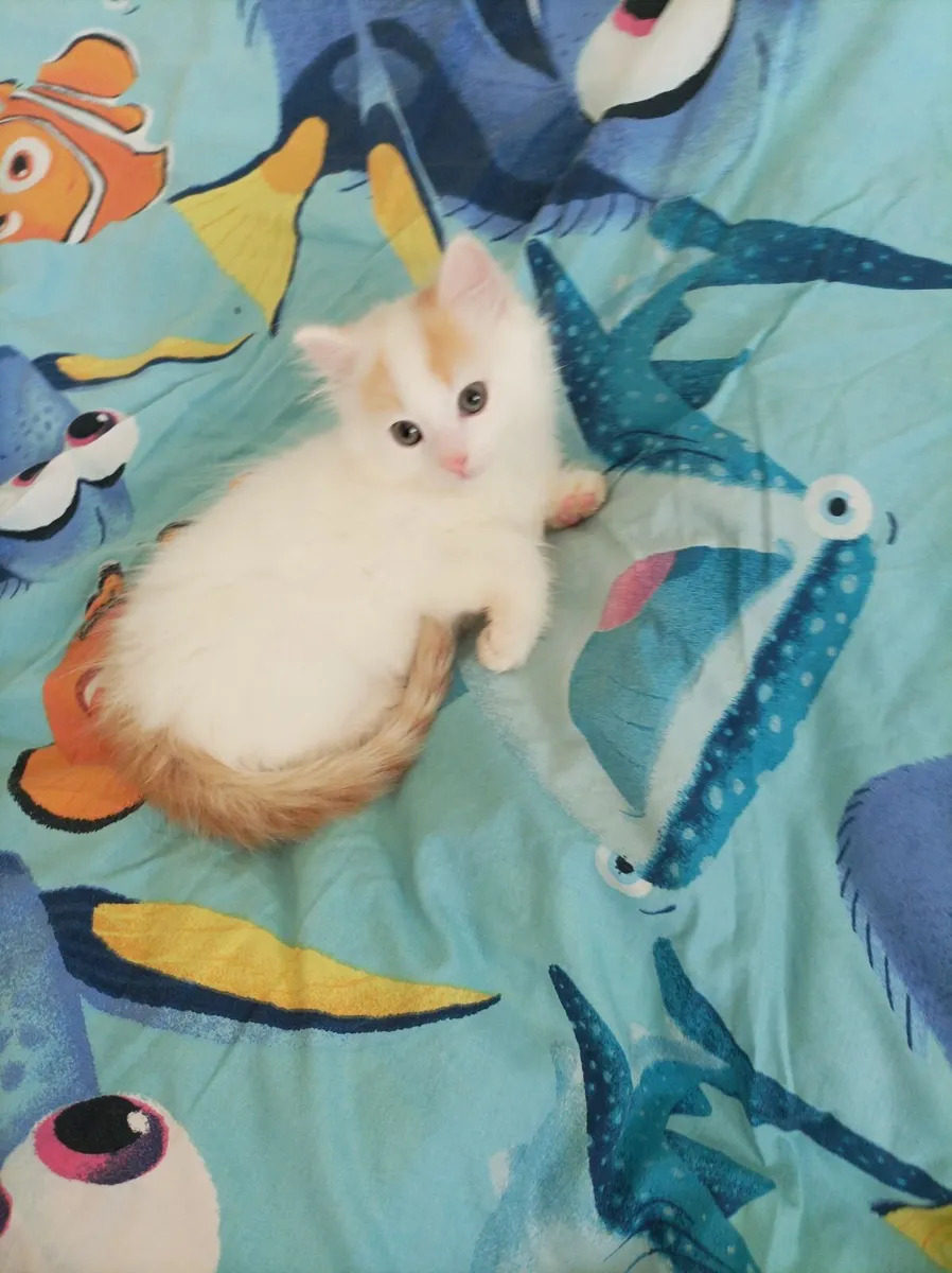 Turkish Van kittens - Image 4