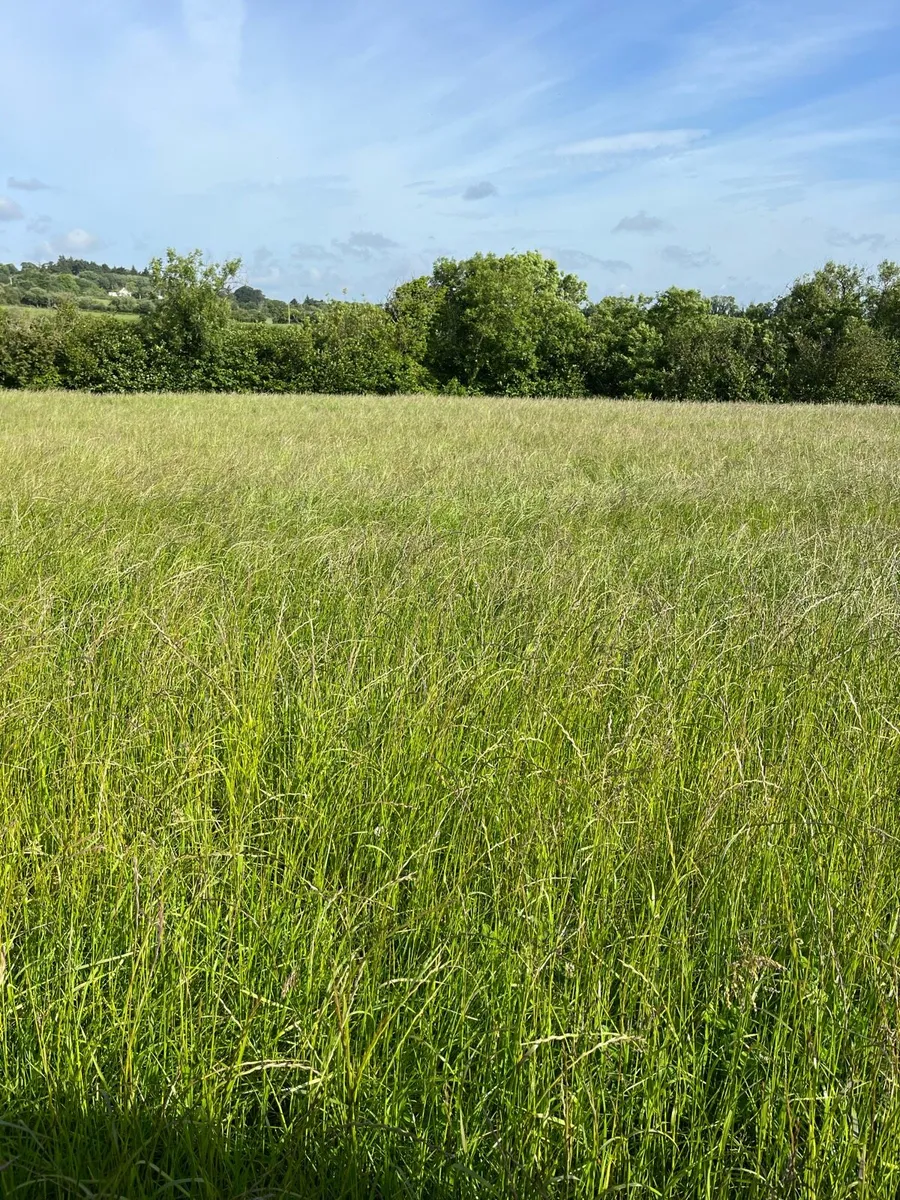 Land for hay/haylage - Image 3