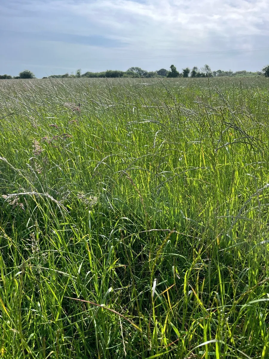 Land for hay/haylage - Image 2