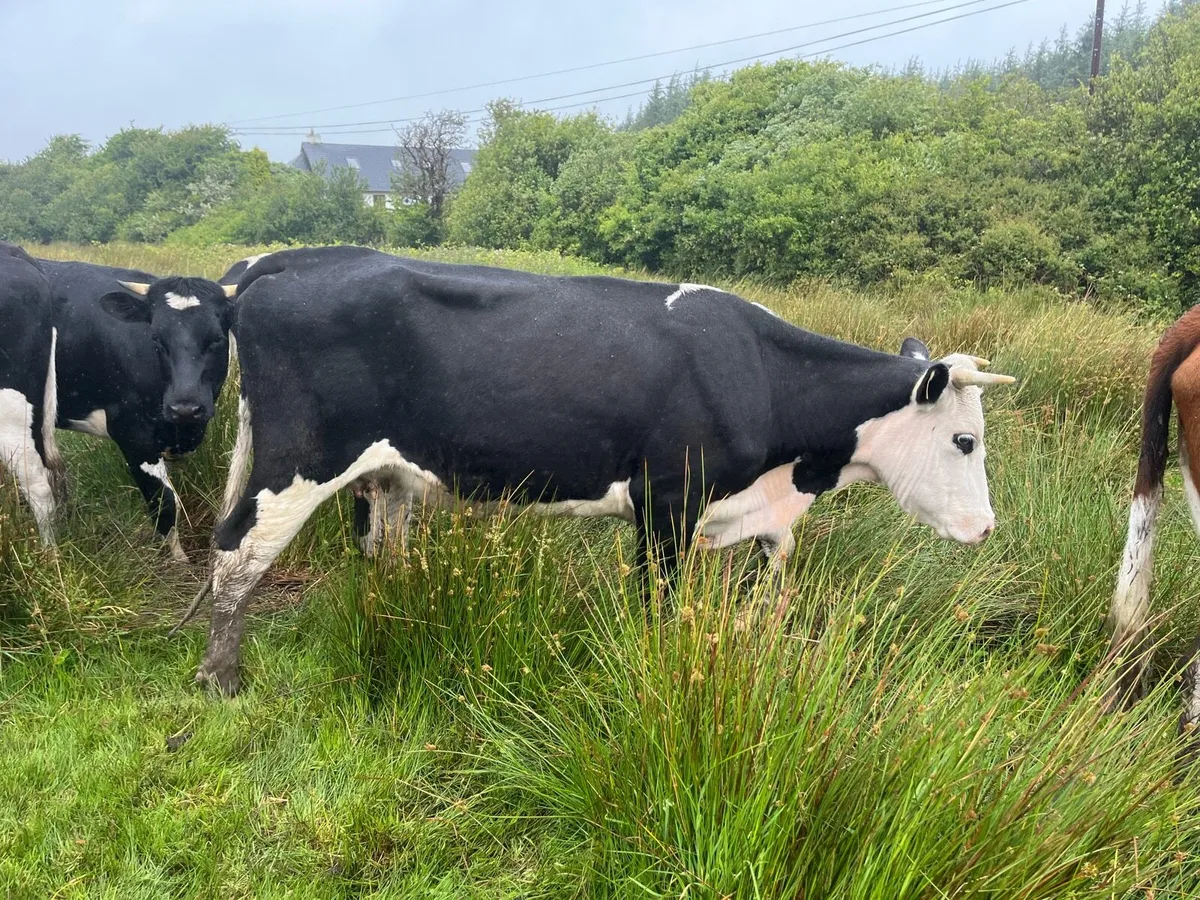 Cattle - Image 1