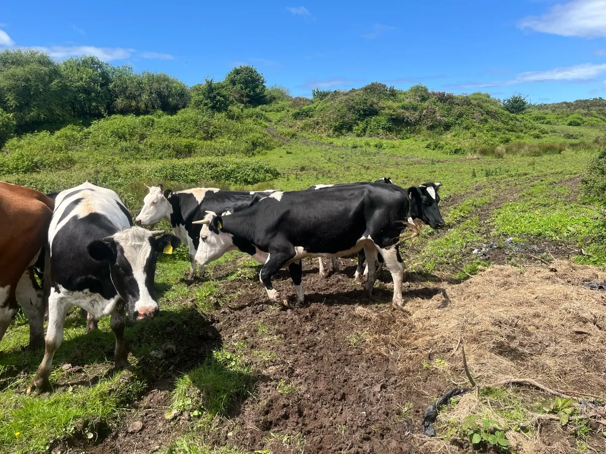 Cattle - Image 2