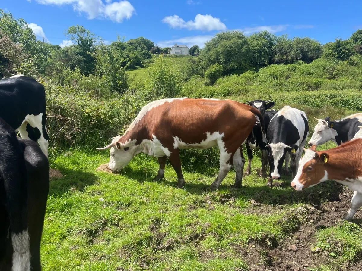 Cattle - Image 3