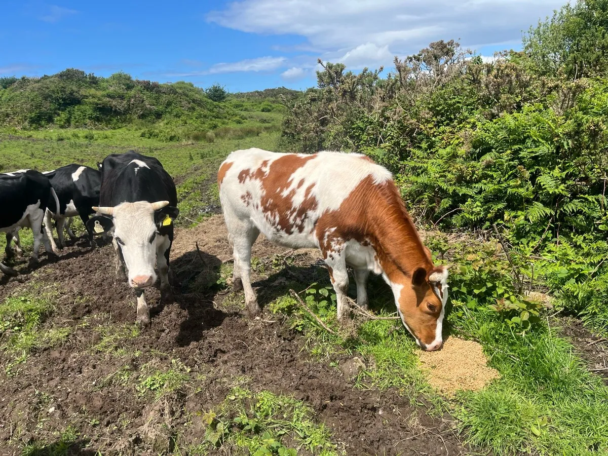 Cattle - Image 4