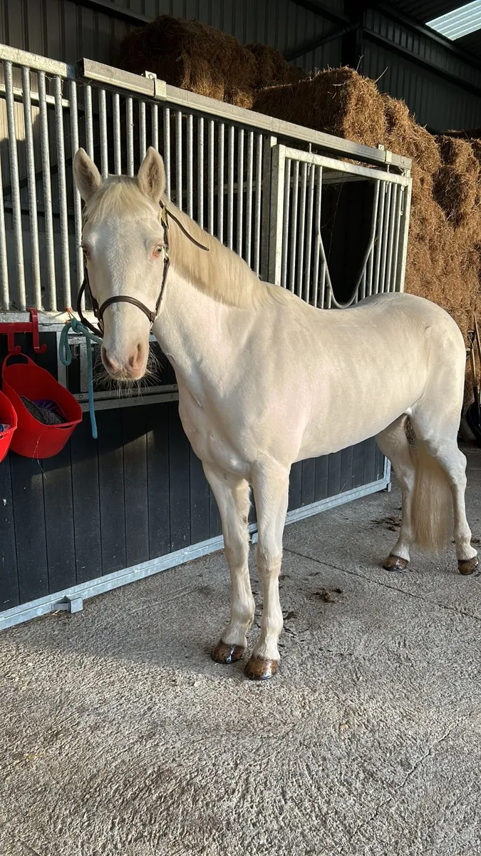 TALENTED 148 PONY - Image 4