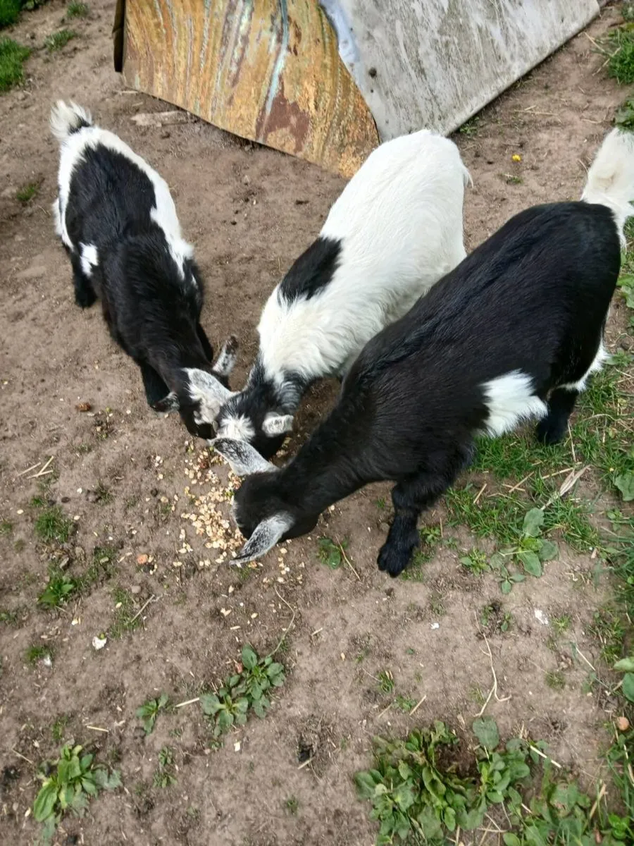 Pygmy goats