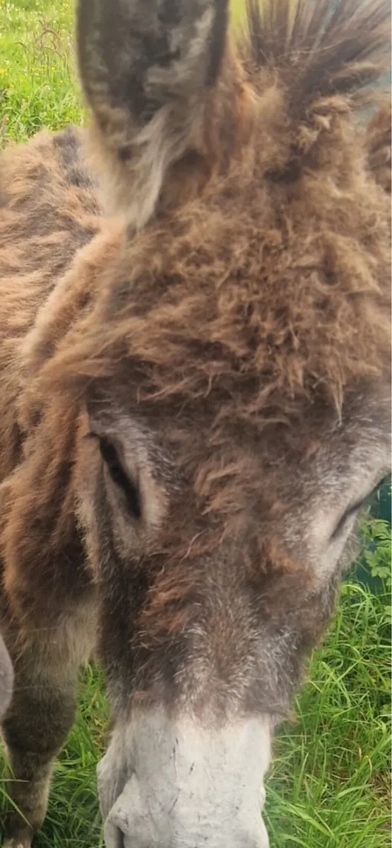 Mare Donkey foal - Image 1