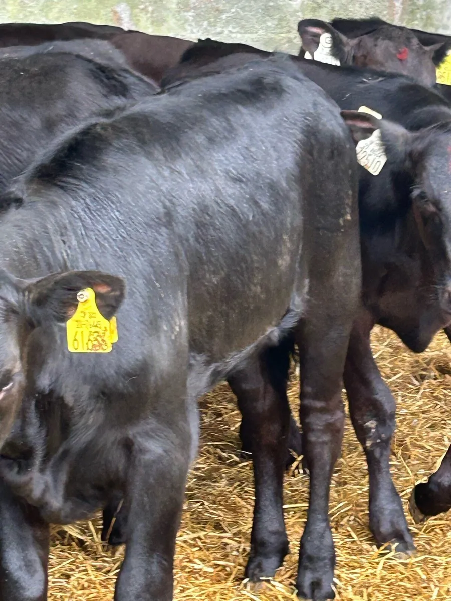 16 EXCEPTIONAL QUALITY HEIFER RUNNERS - Image 2