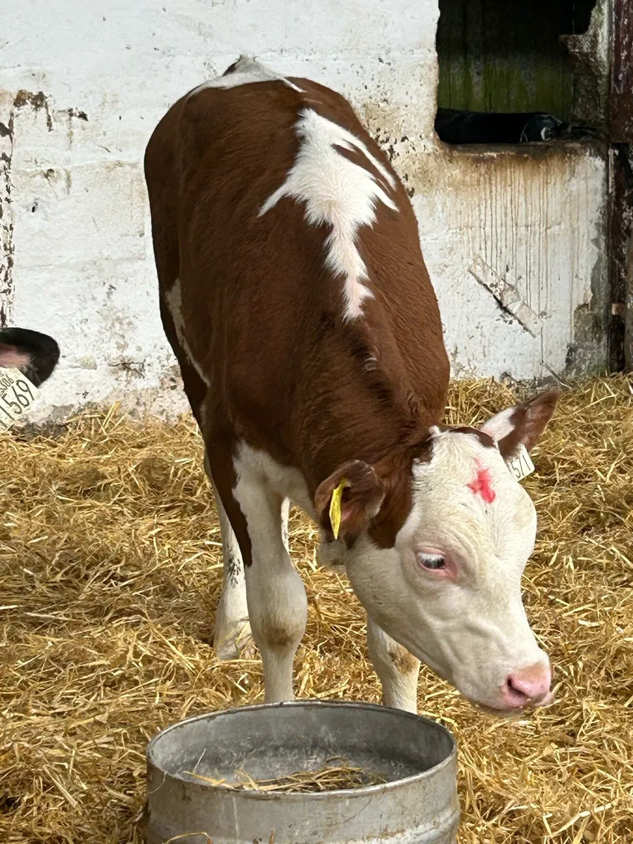 16 EXCEPTIONAL QUALITY HEIFER RUNNERS - Image 4