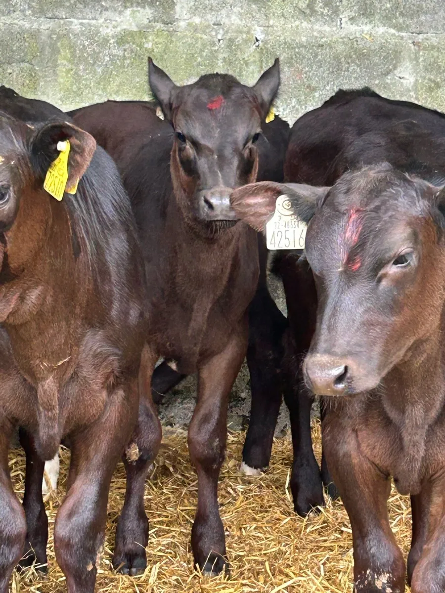 16 EXCEPTIONAL QUALITY HEIFER RUNNERS - Image 3