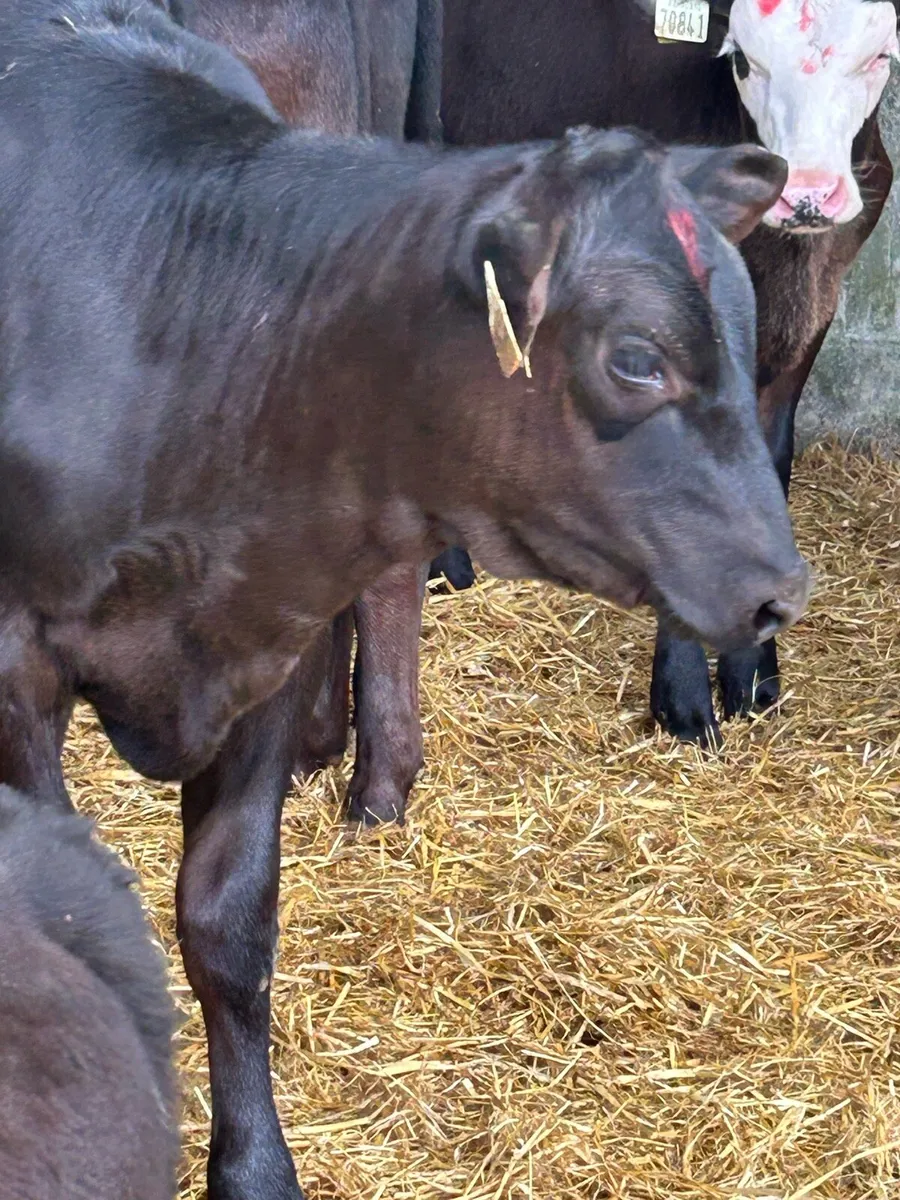16 EXCEPTIONAL QUALITY HEIFER RUNNERS - Image 1