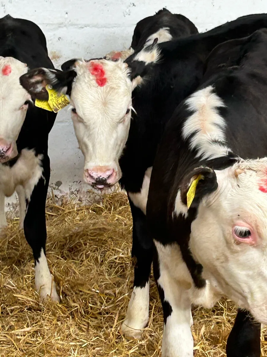 6 EXCEPTIONAL QUALITY HEREFORD HEIFER RUNNERS - Image 4