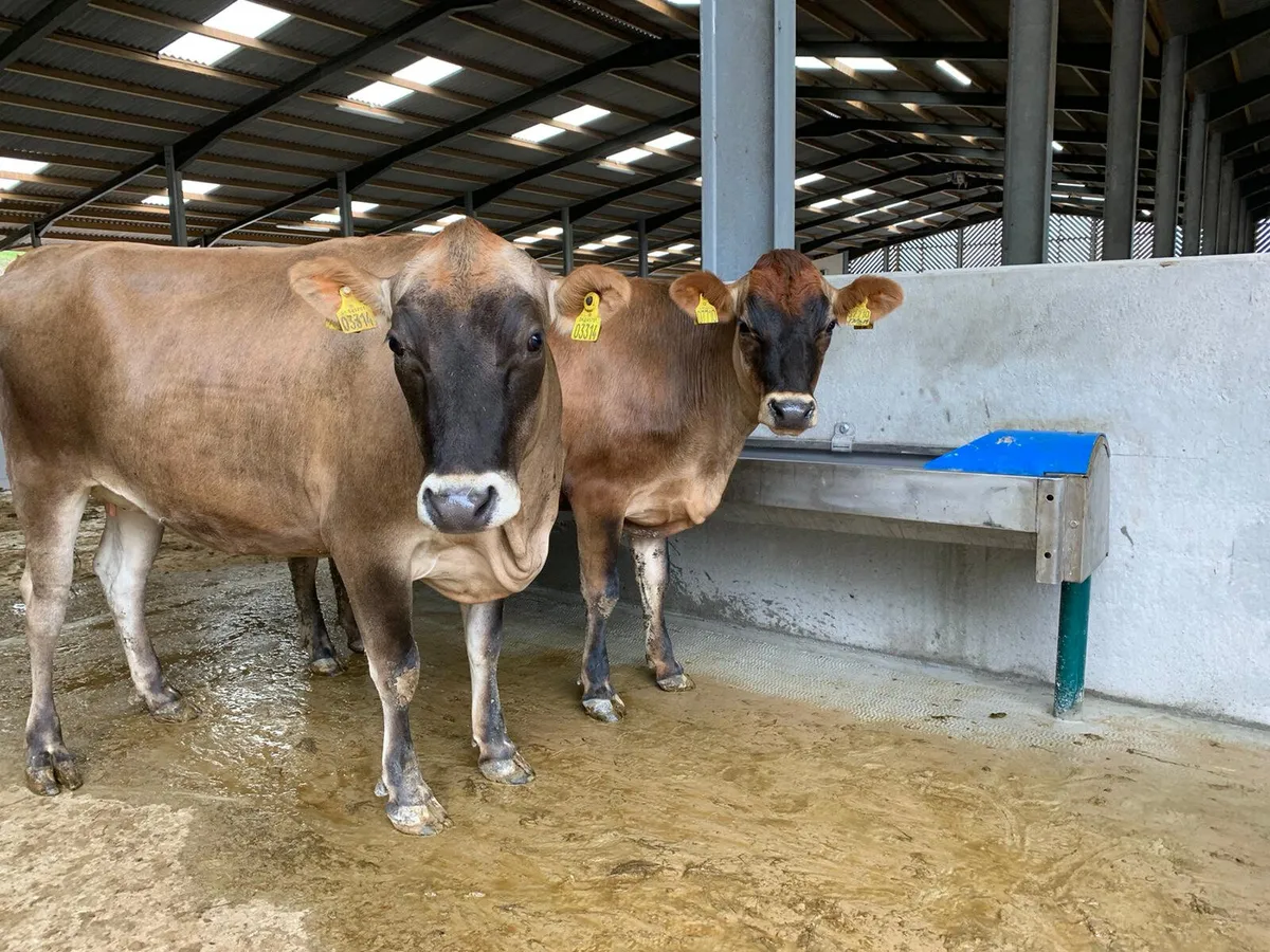 Teemore Stainless Steel Fast Empty Drinker Trough - Image 4