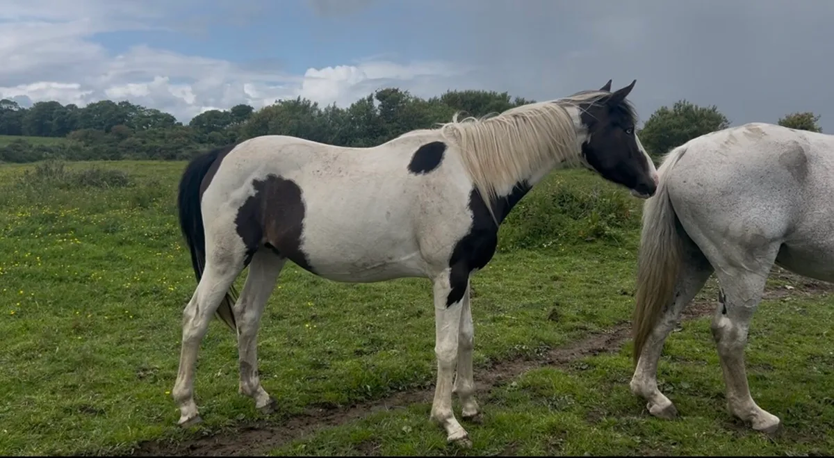 3 year old warmblood x tb mare - Image 1