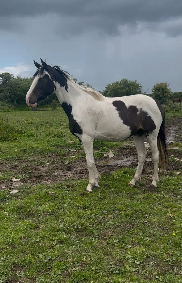 3 year old warmblood x tb mare - Image 2