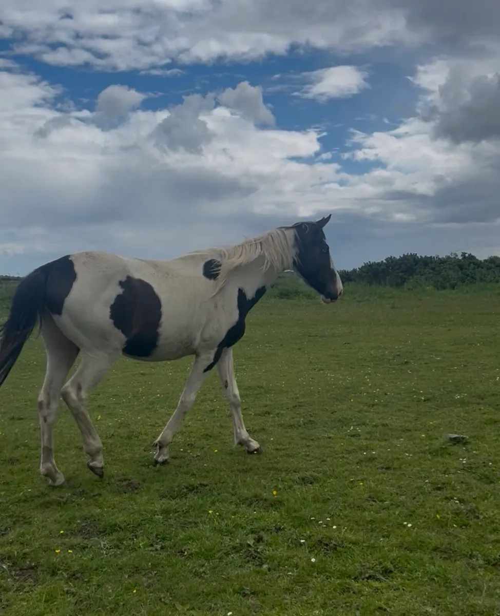 3 year old warmblood x tb mare - Image 3