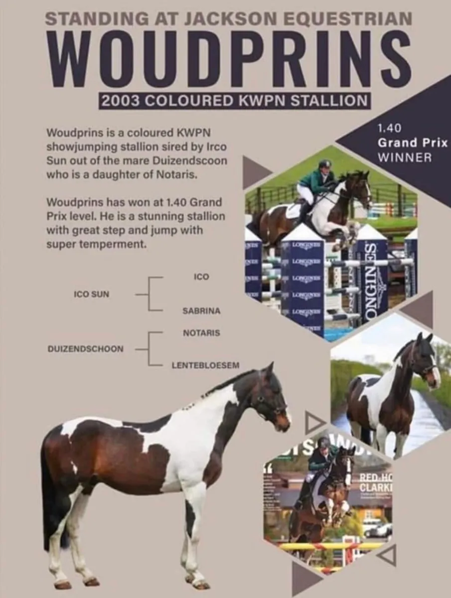 3 year old warmblood x tb mare - Image 4