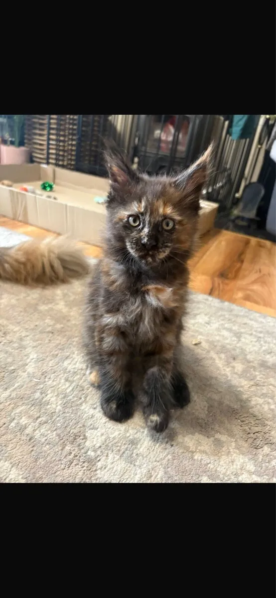 Maine Coon Kittens - Image 3