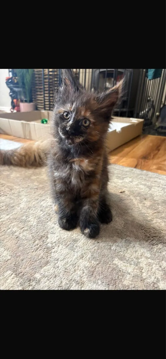 Maine Coon Kittens - Image 4
