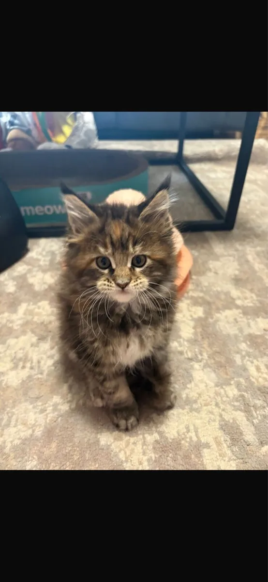 Maine Coon Kittens - Image 1