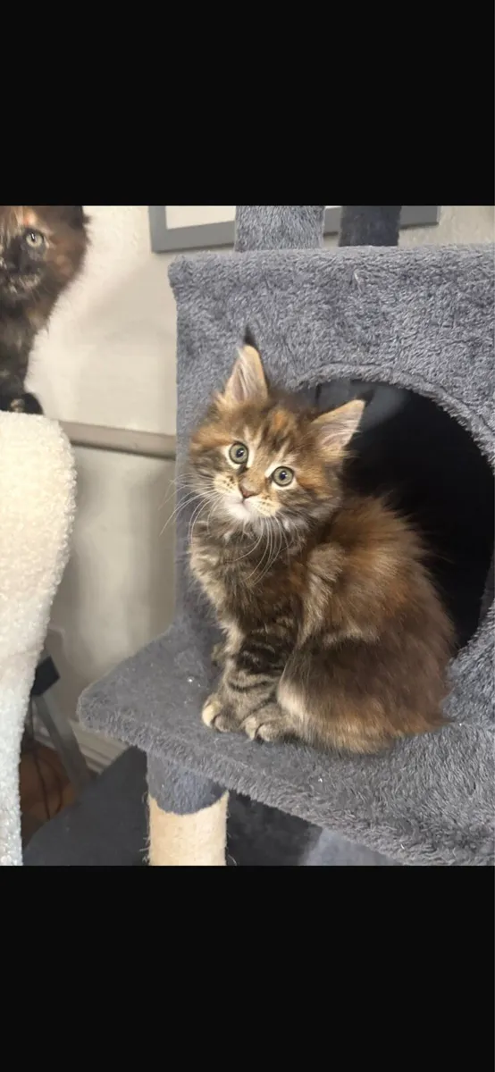 Maine Coon Kittens **One Tabby Girl Remaining** - Image 1