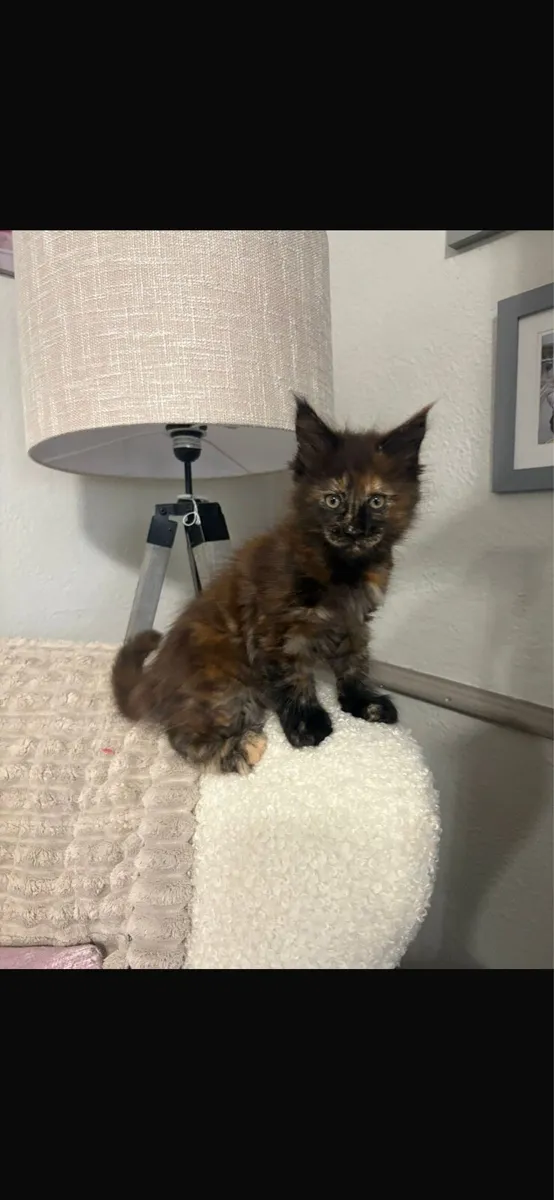 Maine Coon Kittens - Image 2