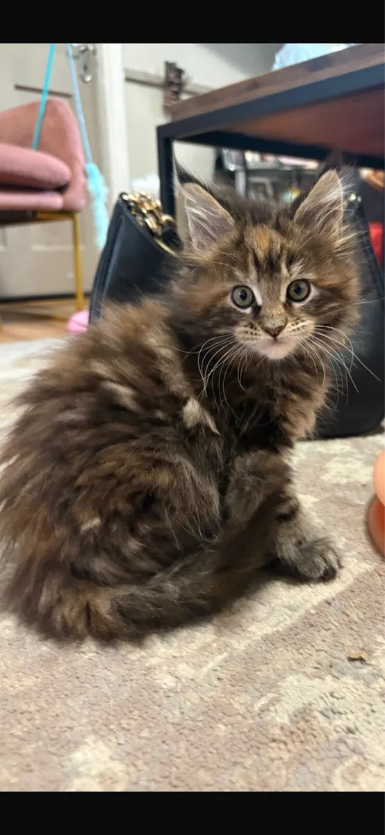 Maine Coon Kittens **One Tabby Girl Remaining** - Image 4