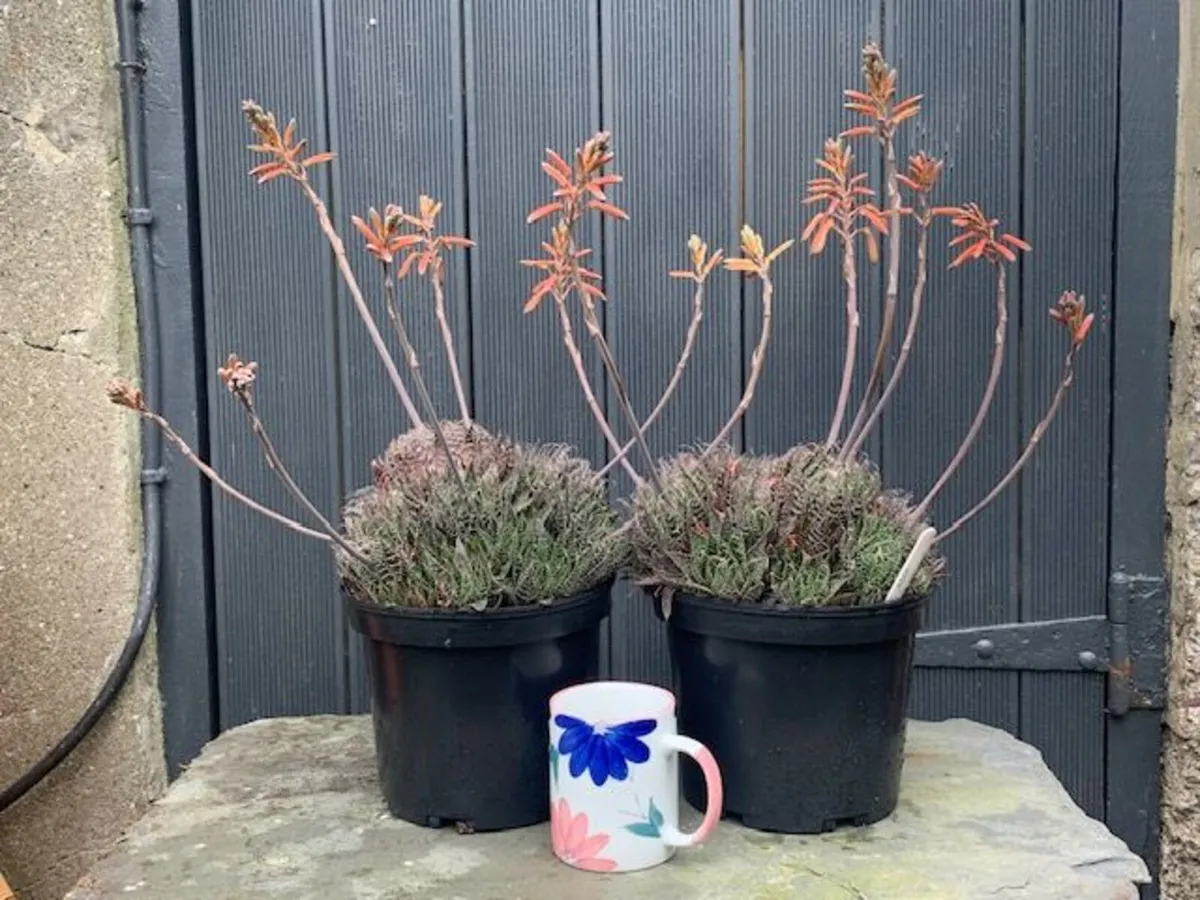 2 ALOE Succulents - Image 1