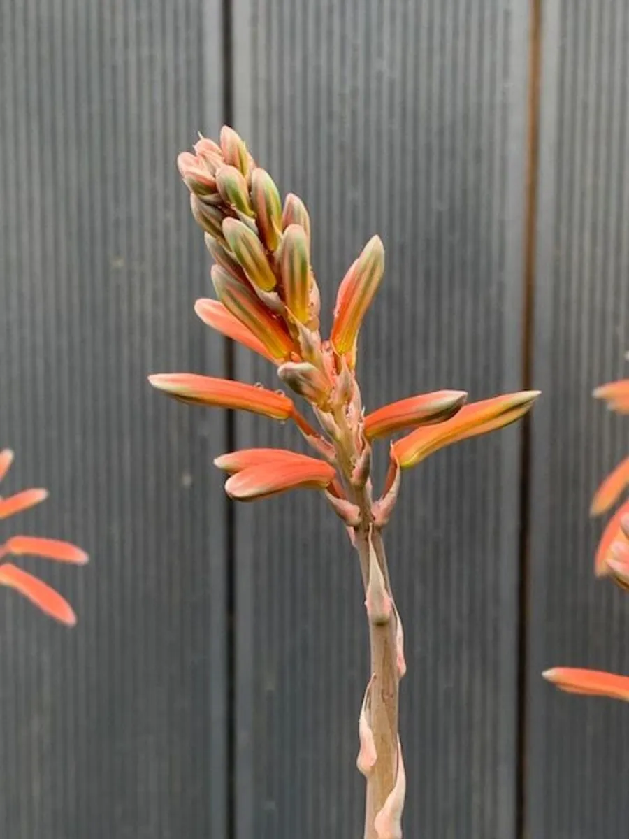 2 ALOE Succulents - Image 2