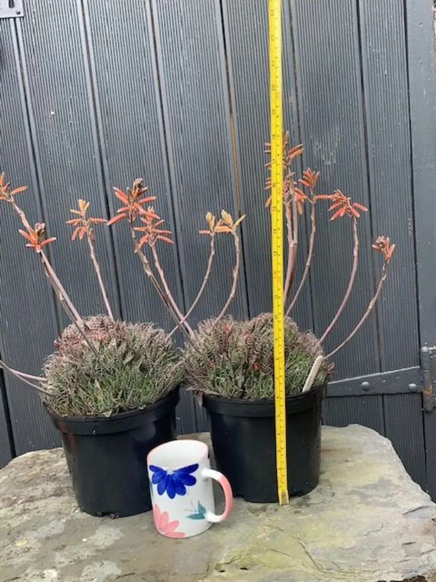 2 ALOE Succulents - Image 3