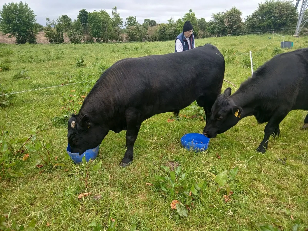 4*Pedigree Dexter Bull - Inniskeen, Co. Monaghan - Image 2