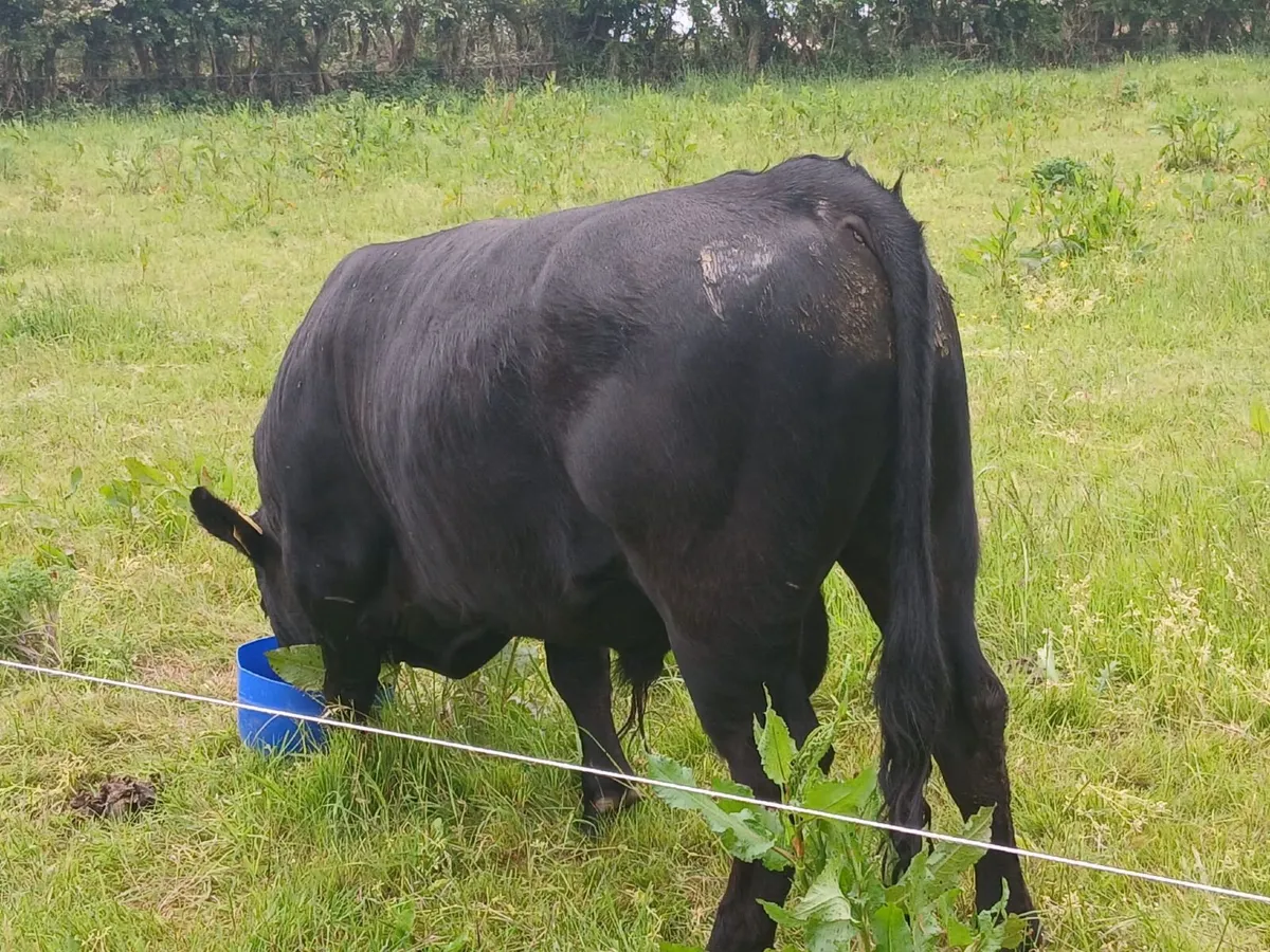 4*Pedigree Dexter Bull - Inniskeen, Co. Monaghan - Image 3
