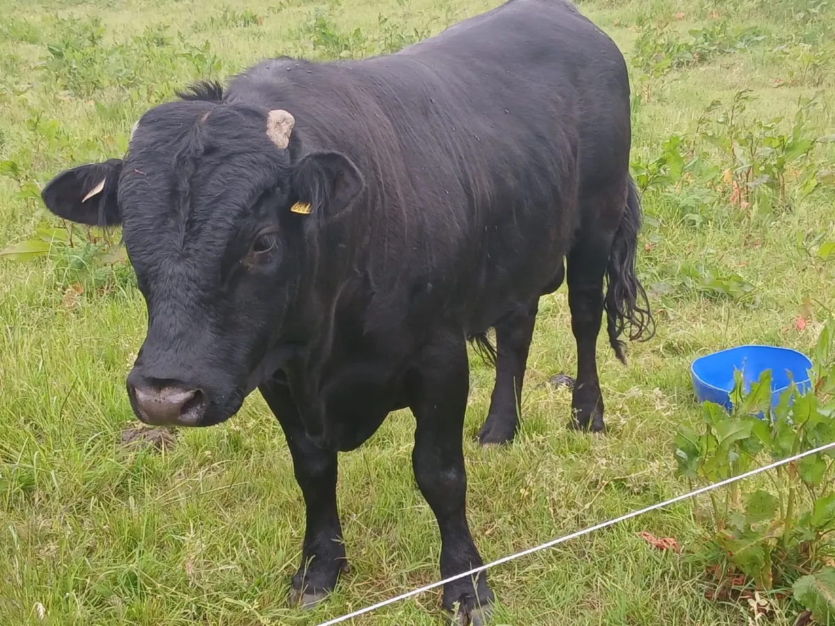 4*Pedigree Dexter Bull - Inniskeen, Co. Monaghan - Image 4