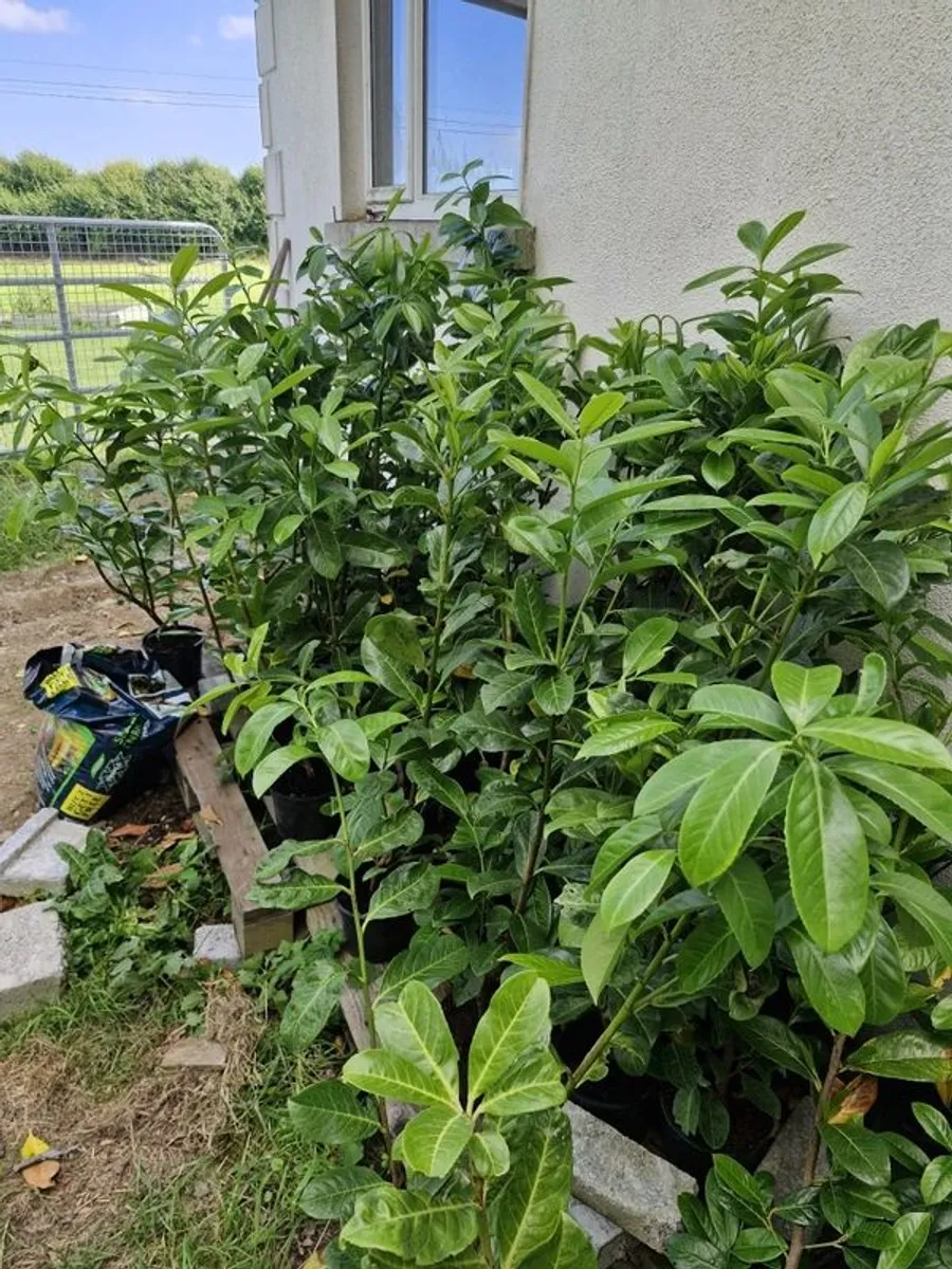 laurel hedging - Image 1